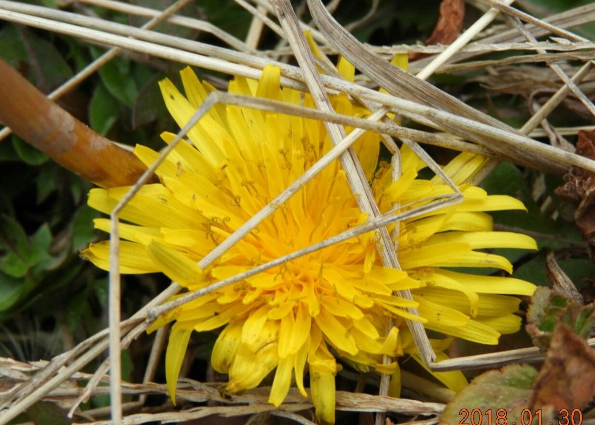 近所の花