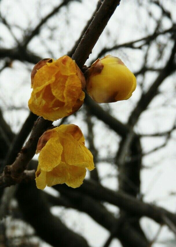 近所の花