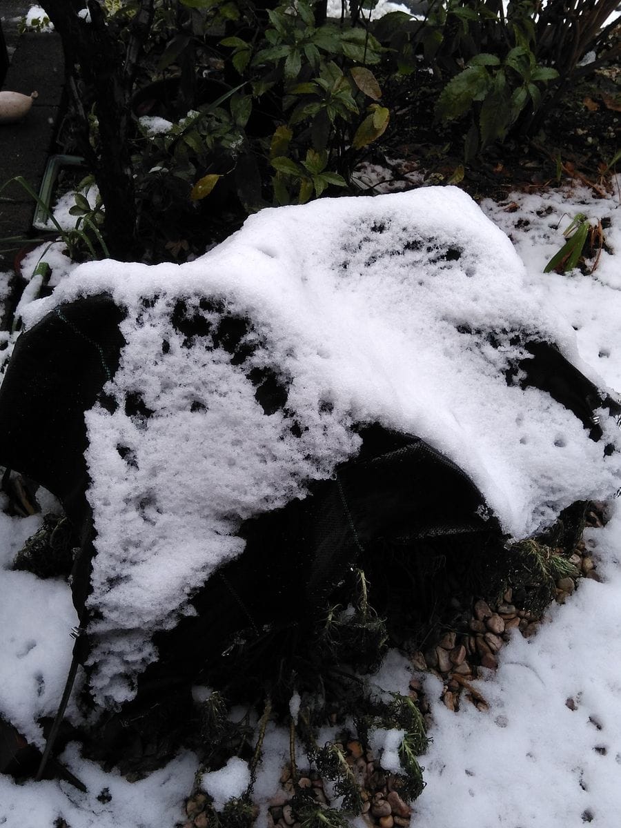 またも積雪の朝