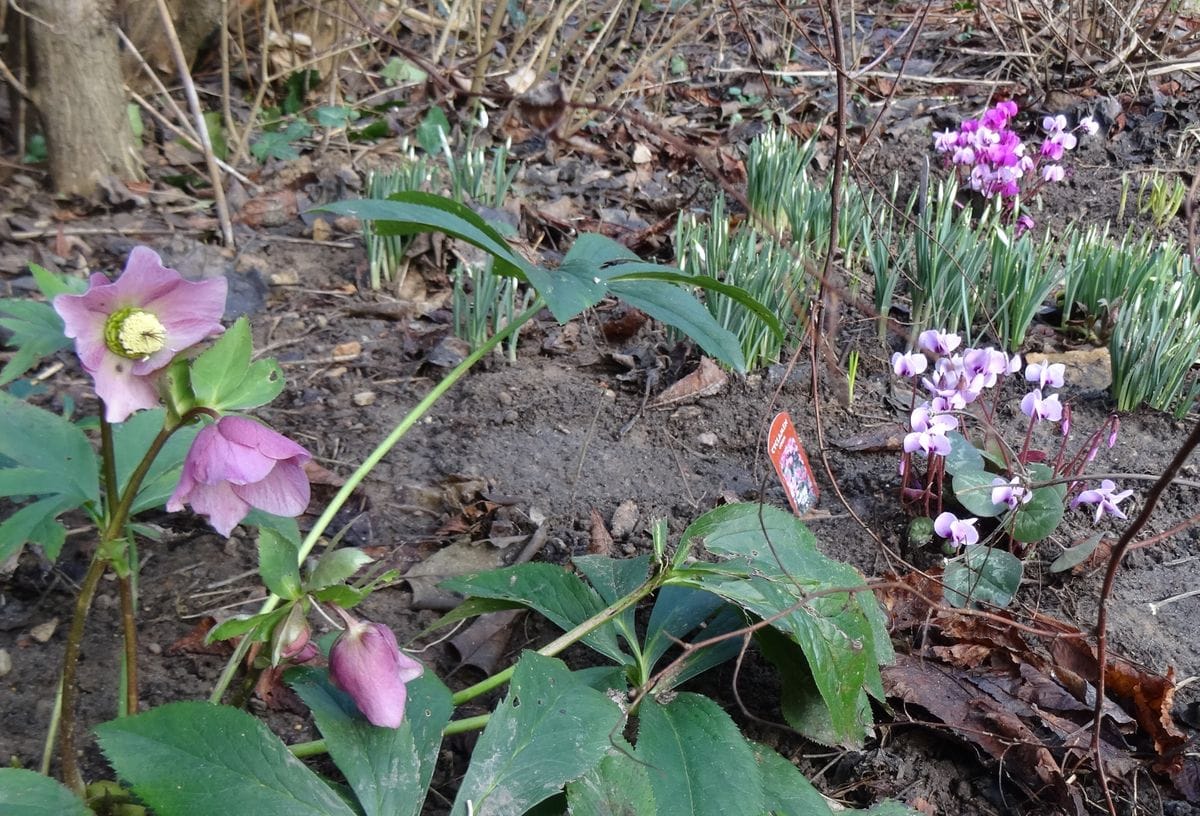 原種シクラメン　コウムを植えてみました