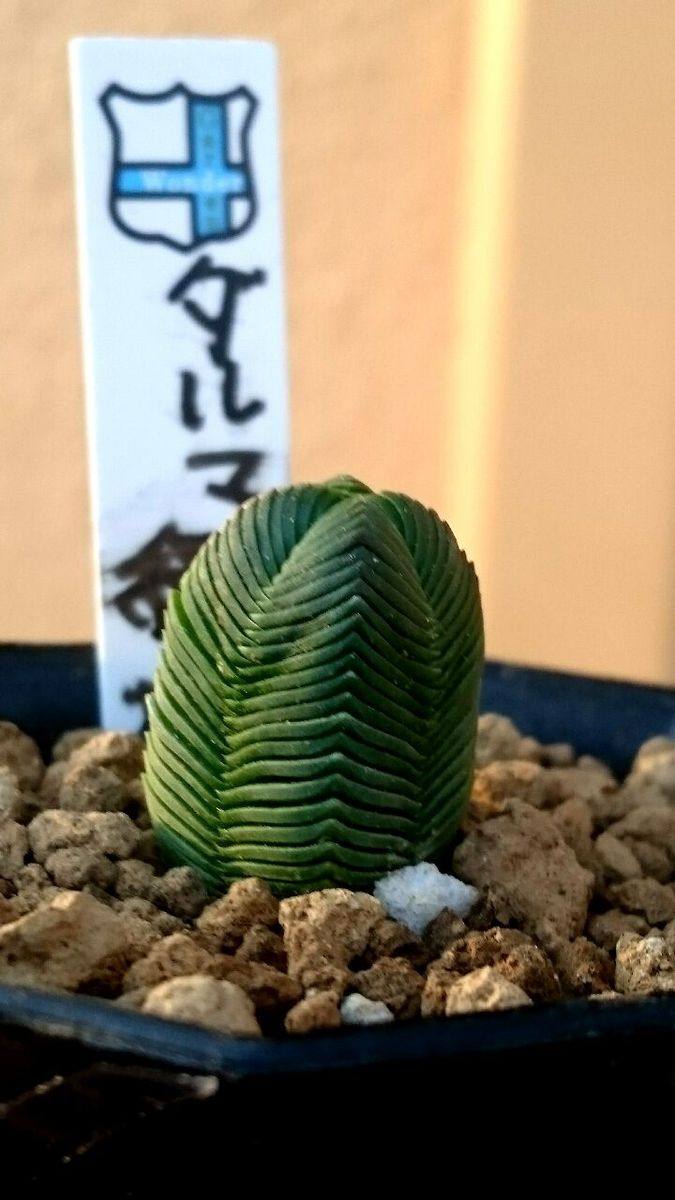 多肉 大量入荷②