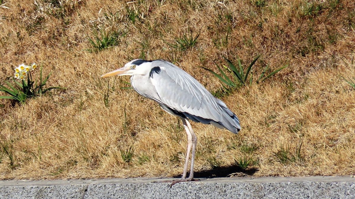 野鳥がいっぱい～( ◠‿◠ ) ～