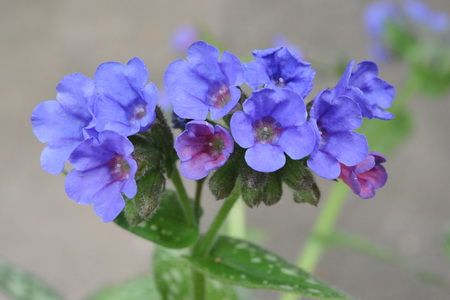 クリスマスローズの有茎種の花殻取り②