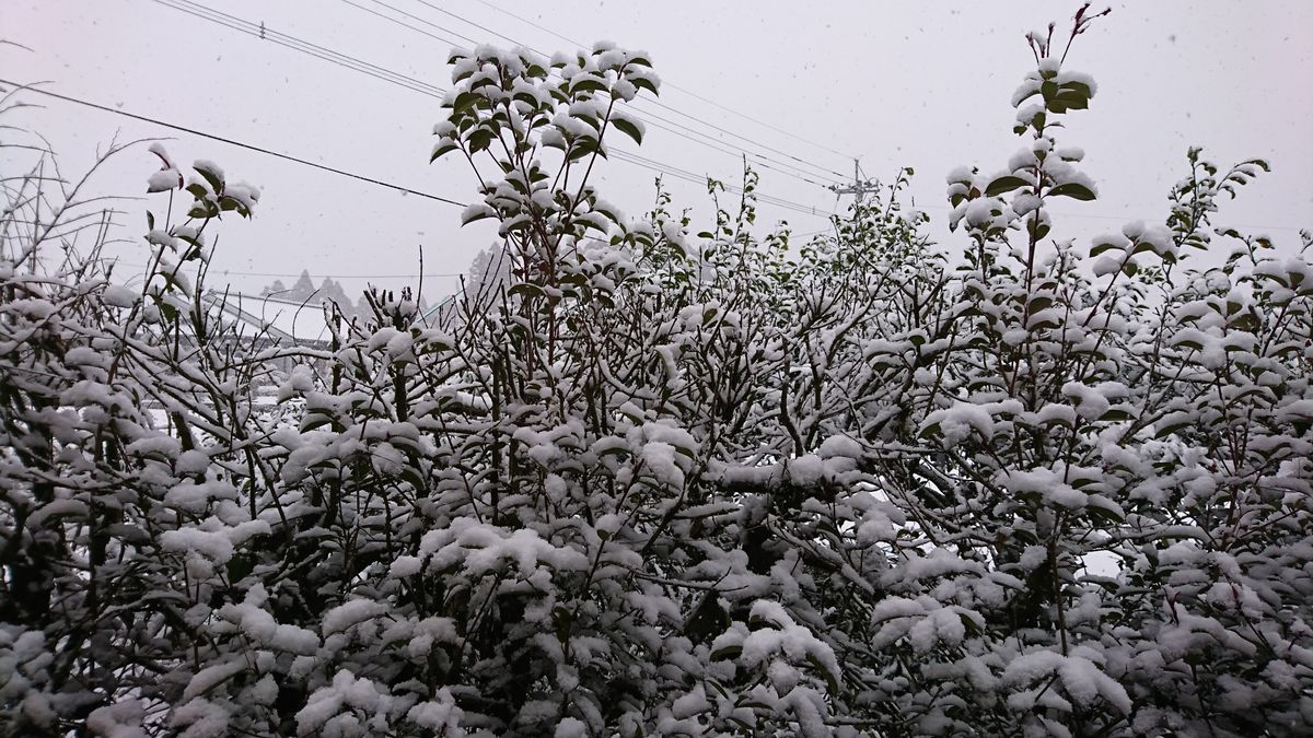 雪～雪～