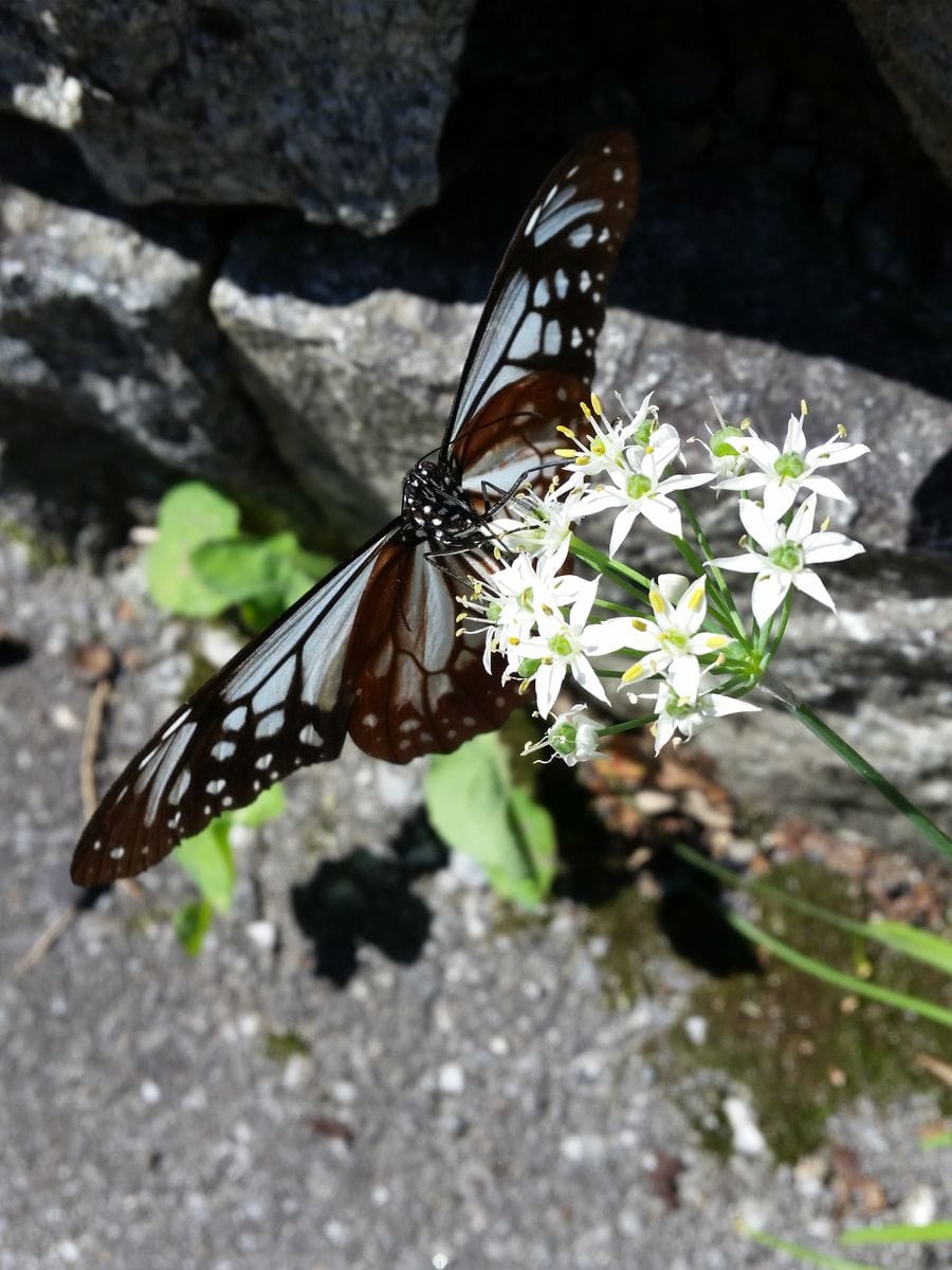 フジバカマの種まき