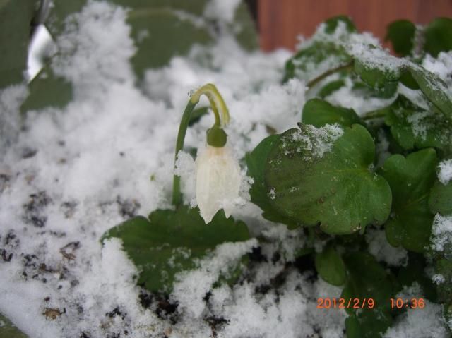 雪を…ほげて見た～！