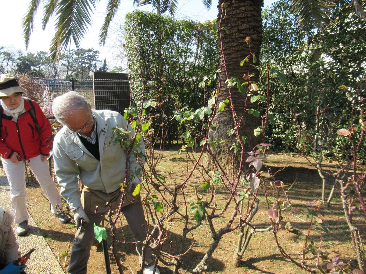 ち～～散歩　その230　谷津バラ園冬剪定講習会