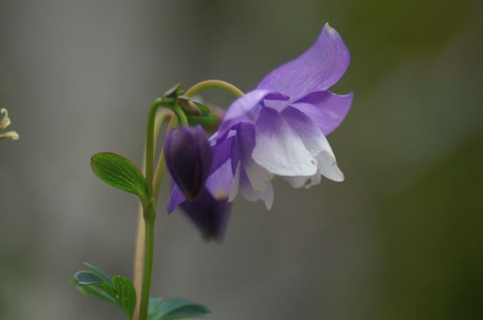 花は咲いたけれど