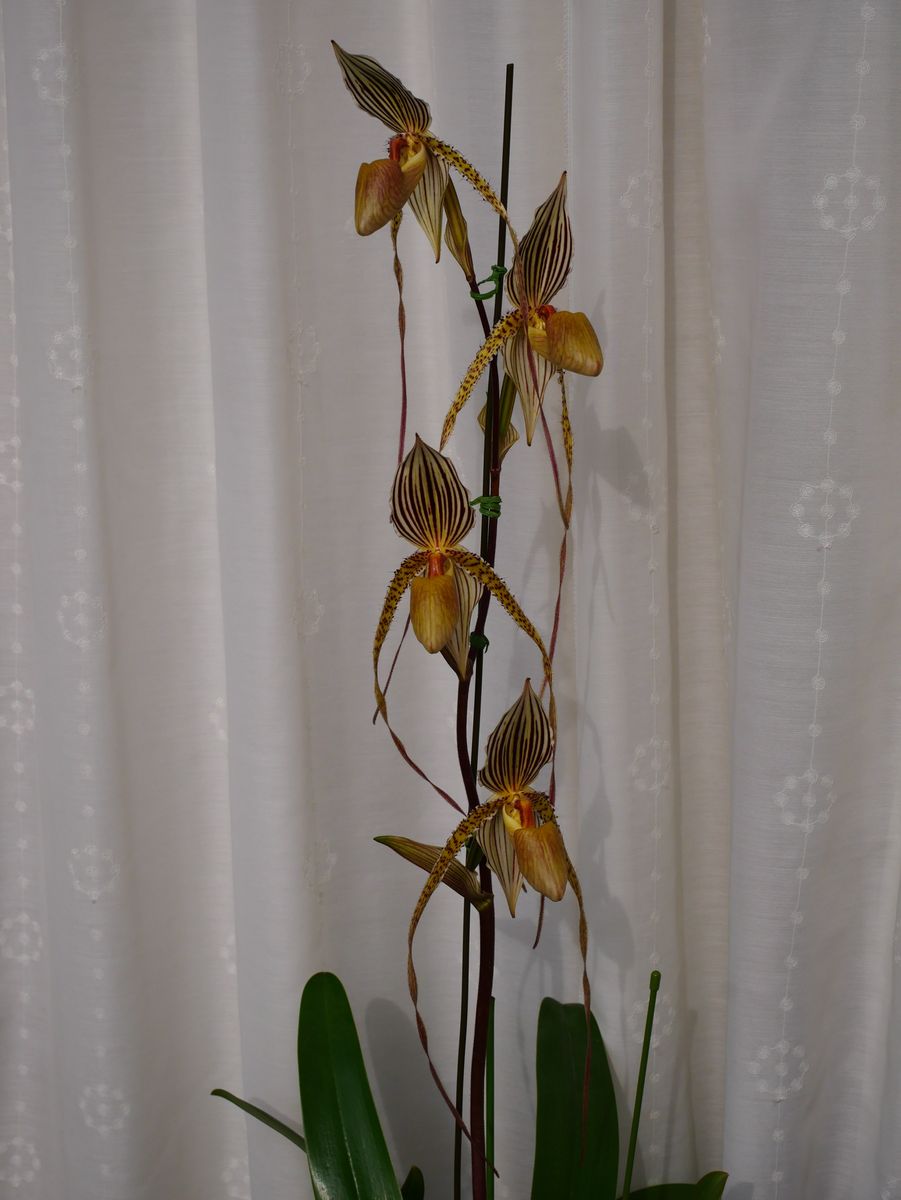 Paph. St. Swithin