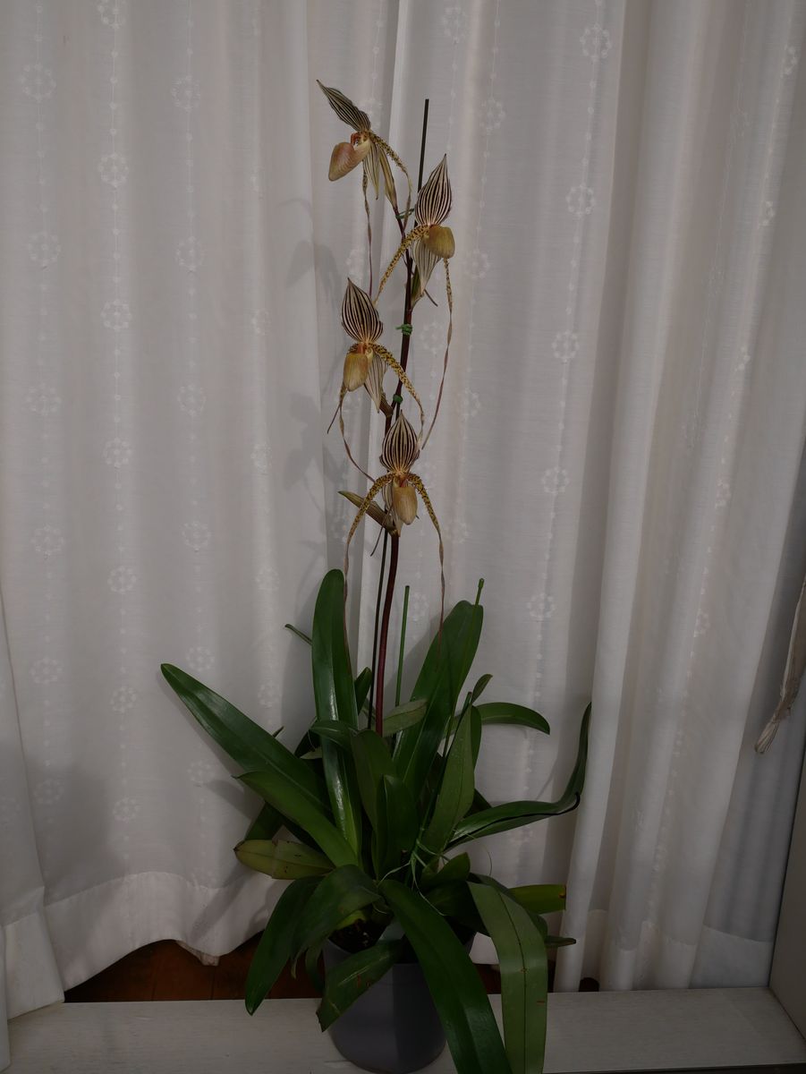 Paph. St. Swithin