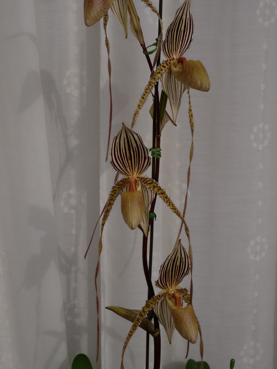 Paph. St. Swithin