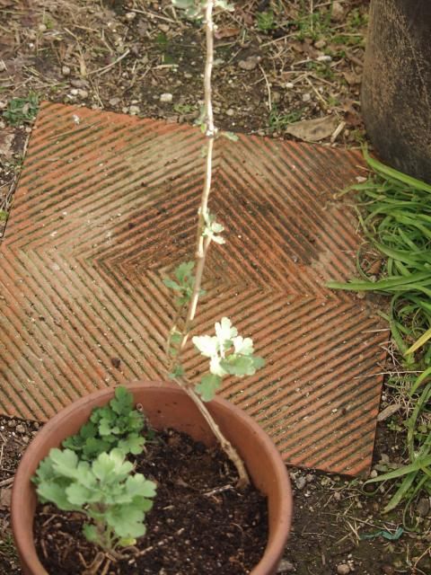 気の毒な小菊の鉢を発見