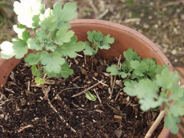 気の毒な小菊の鉢を発見