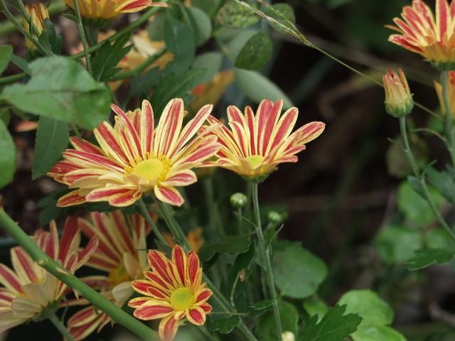 気の毒な小菊の鉢を発見