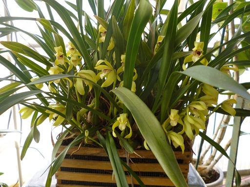 Maxillaria porphyrostele