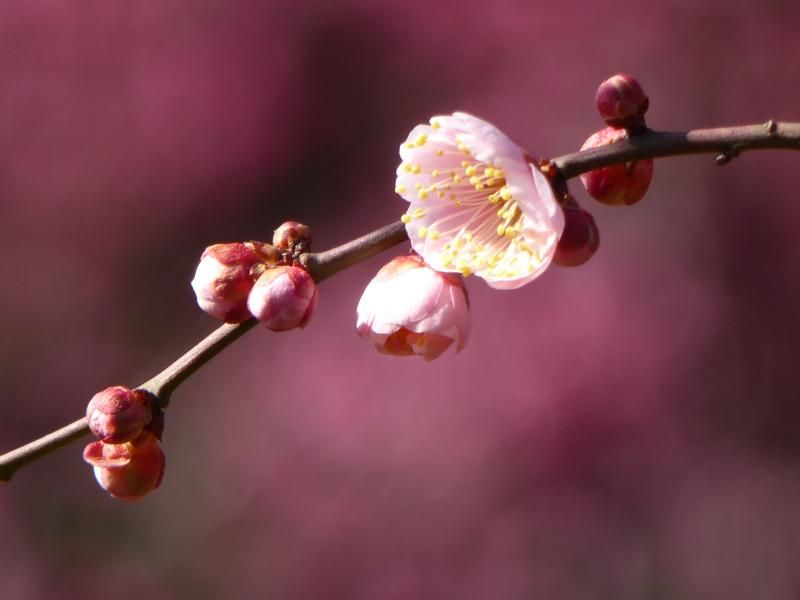 梅の花（世田谷区立羽根木公園）