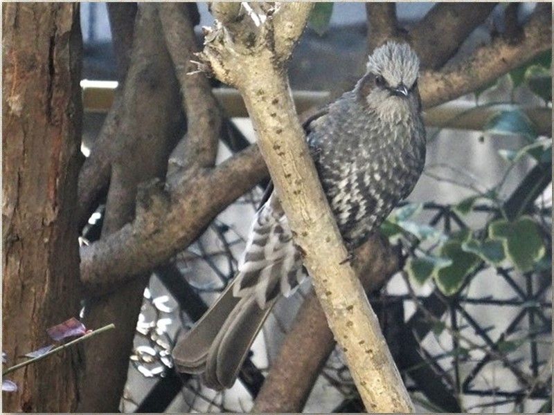 ⛄雪降らないが🐦鳥来たる🐦🐦🐦