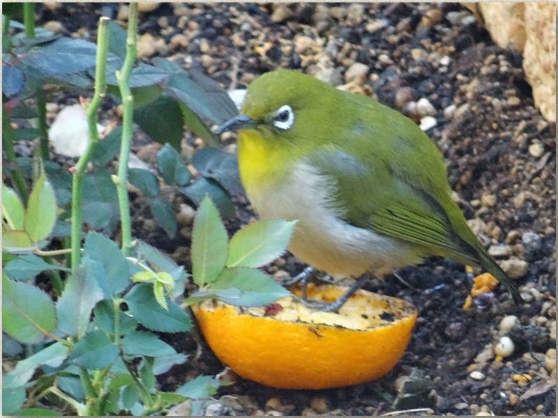 ⛄雪降らないが🐦鳥来たる🐦🐦🐦