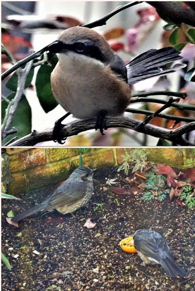 また違った🐦野鳥が...🐦🐦🐦