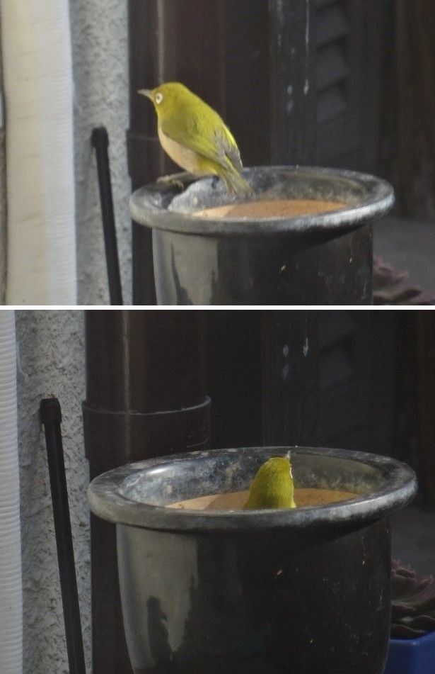 また違った🐦野鳥が...🐦🐦🐦