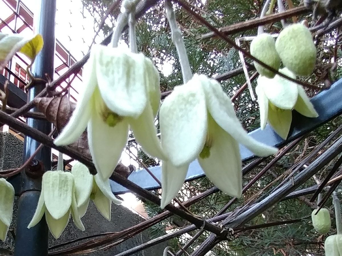 永遠の白い約束～(209)～