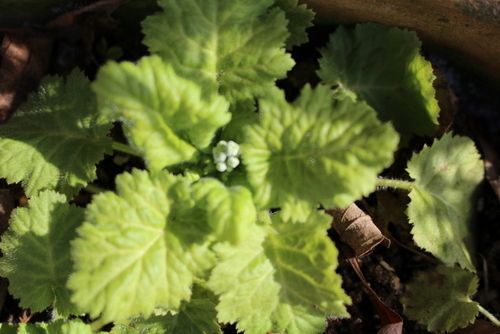 ようやく鉢に植え付け