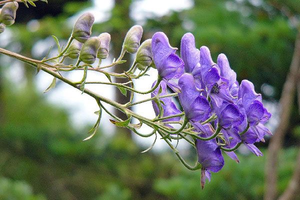 身近にある毒を持つ植物 園芸日記byたび びと みんなの趣味の園芸