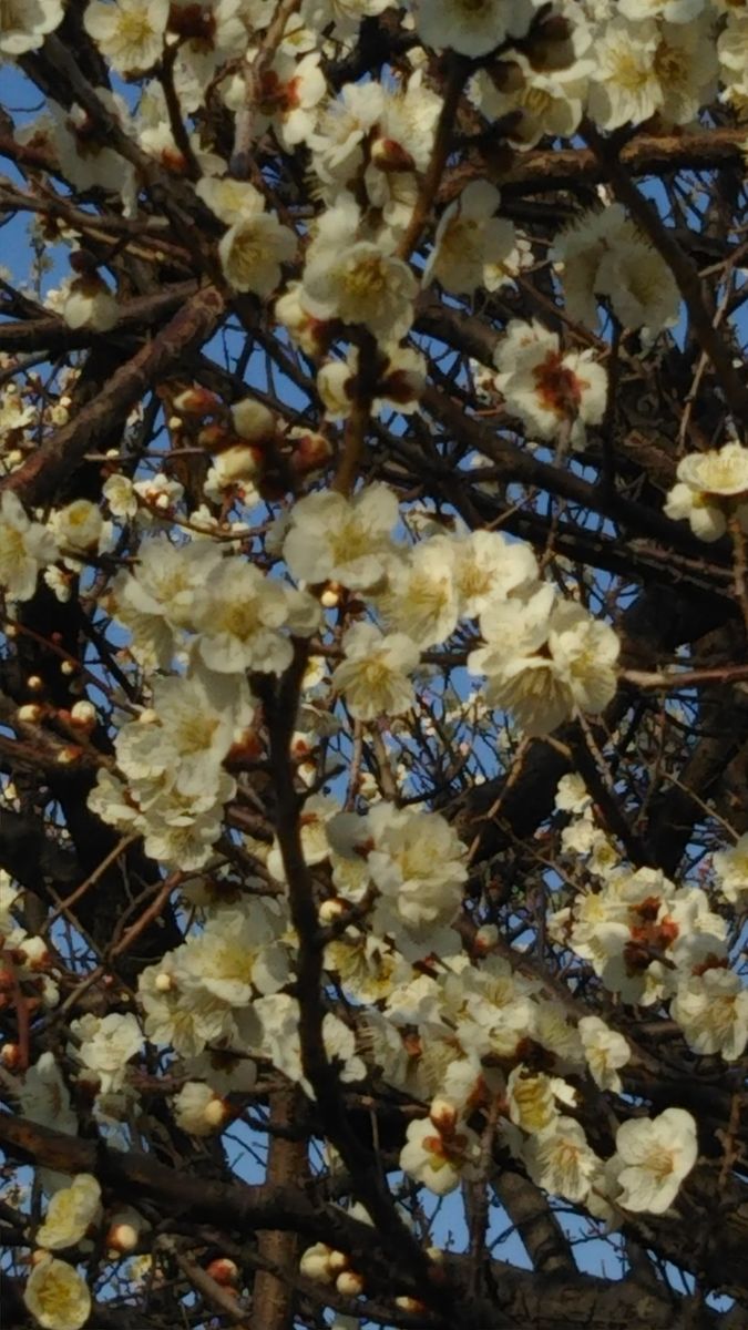 梅のお寺の梅🌸