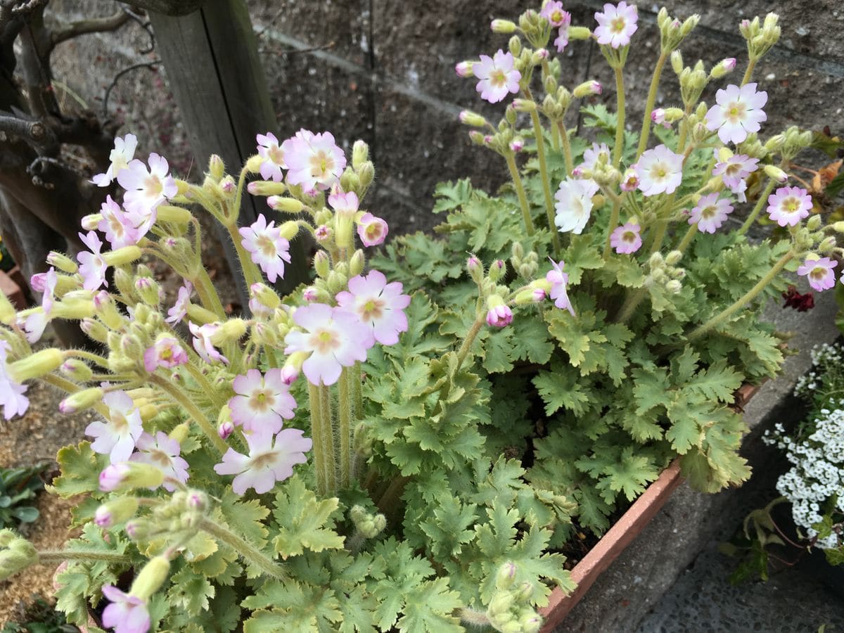 春を感じた桜草達