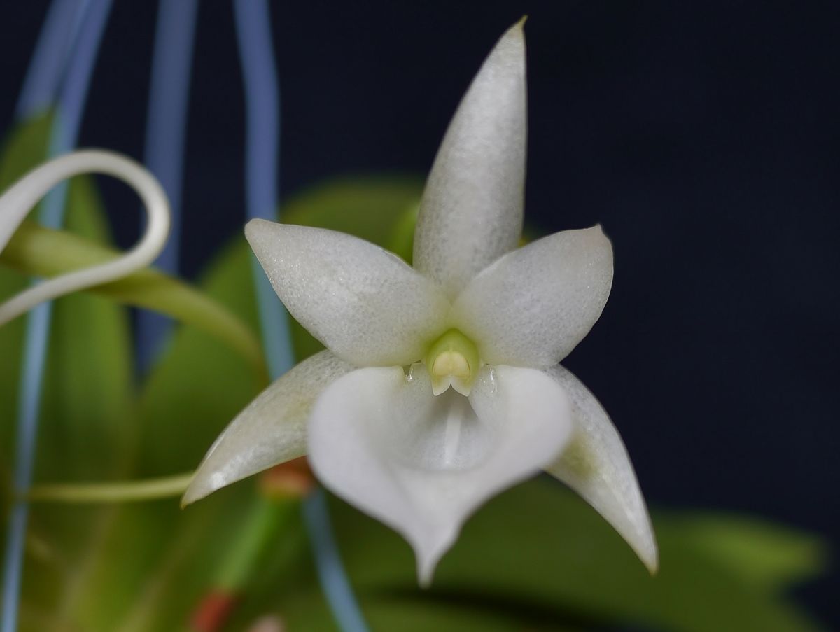 Angraecum leonis