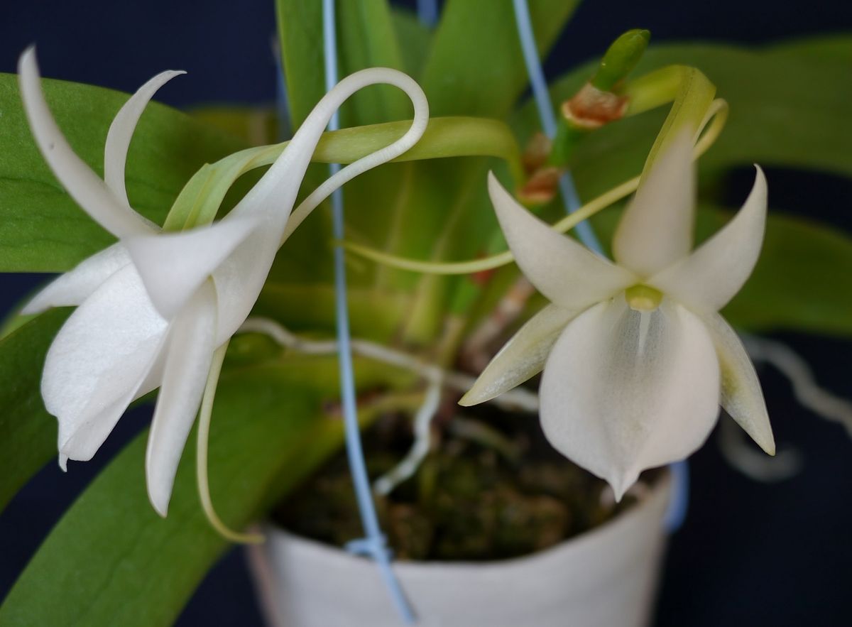 Angraecum leonis