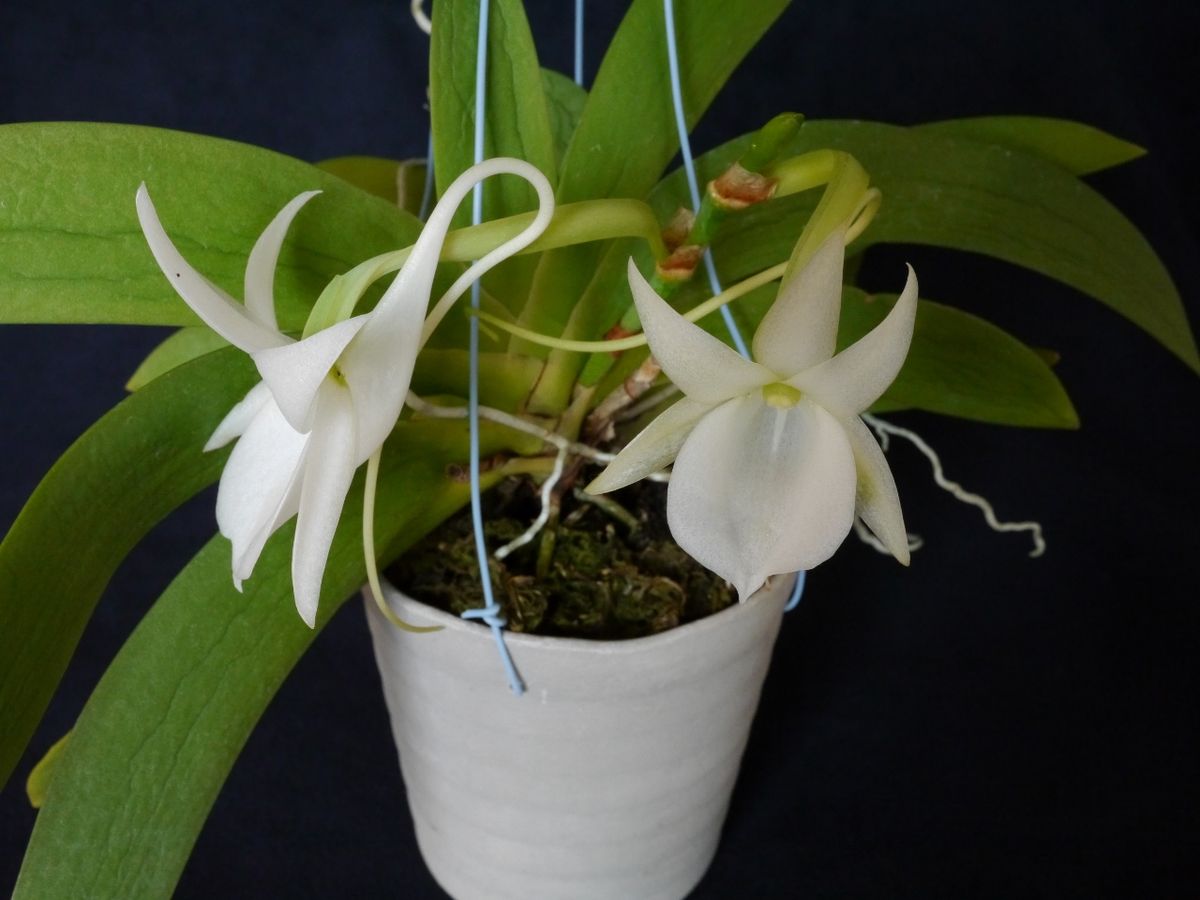 Angraecum leonis