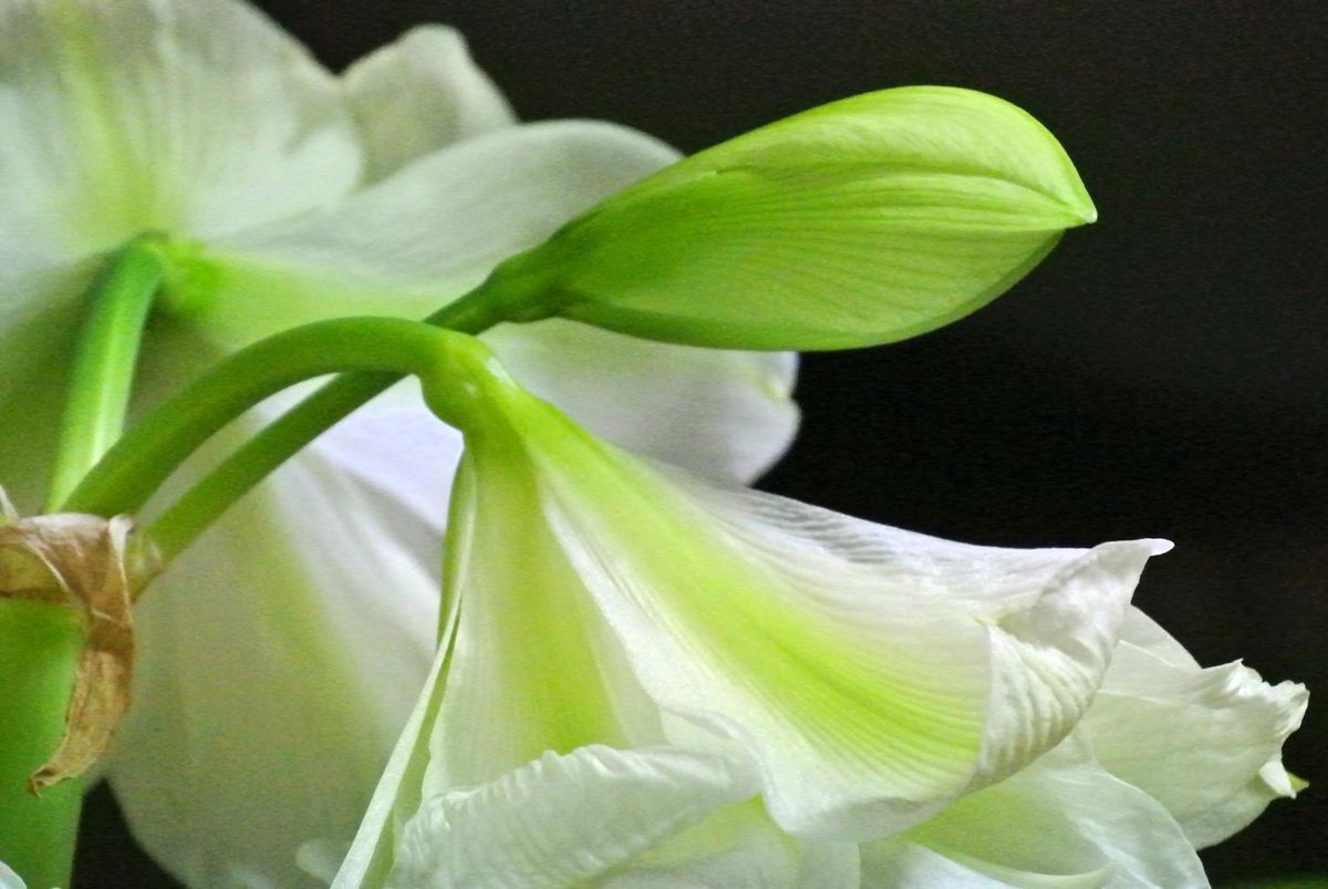 今日の花便り。(18/02/17) (*^_^*)