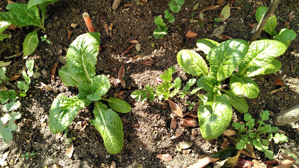 かつお菜とパクチー。