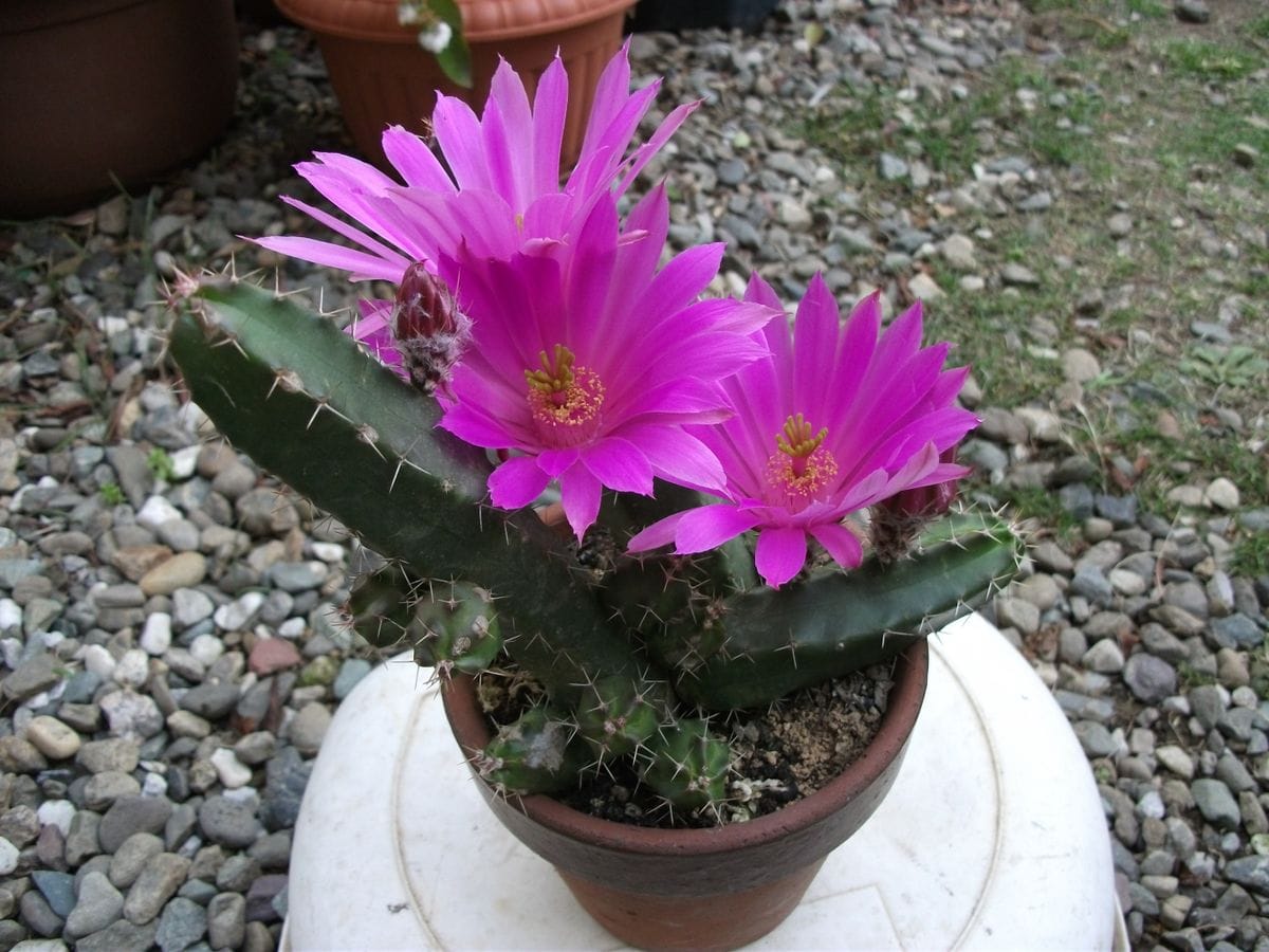 ありふれたサボテンでも花が素晴らしい