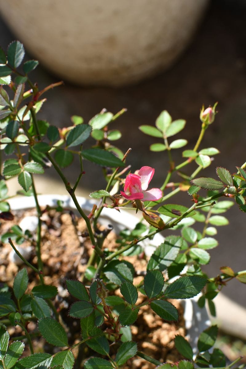 ミニバラ・挿し木・芽接ぎバラ冬剪定後