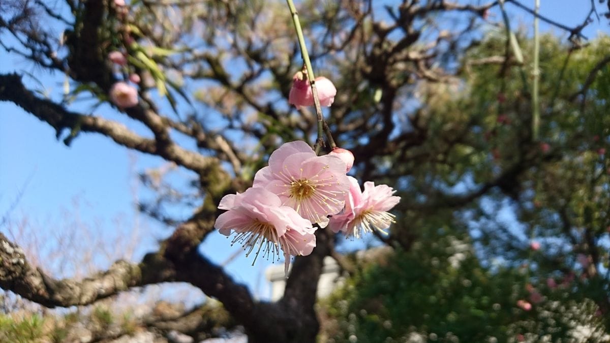 あ、咲いてるじゃん✨嬉しい発見