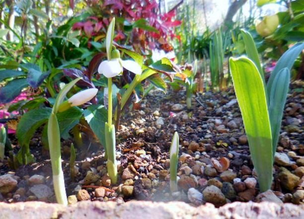 今日の花・・・