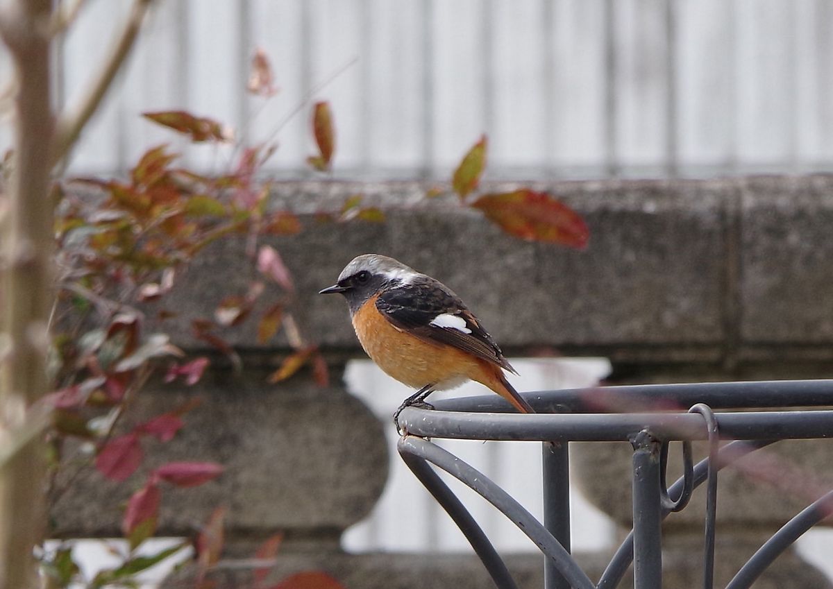 カルバ夫人、庭へ