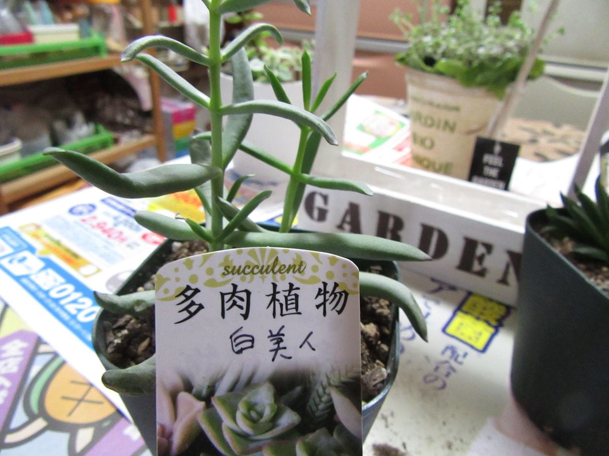 由愛(ゆめ)の花日記♪