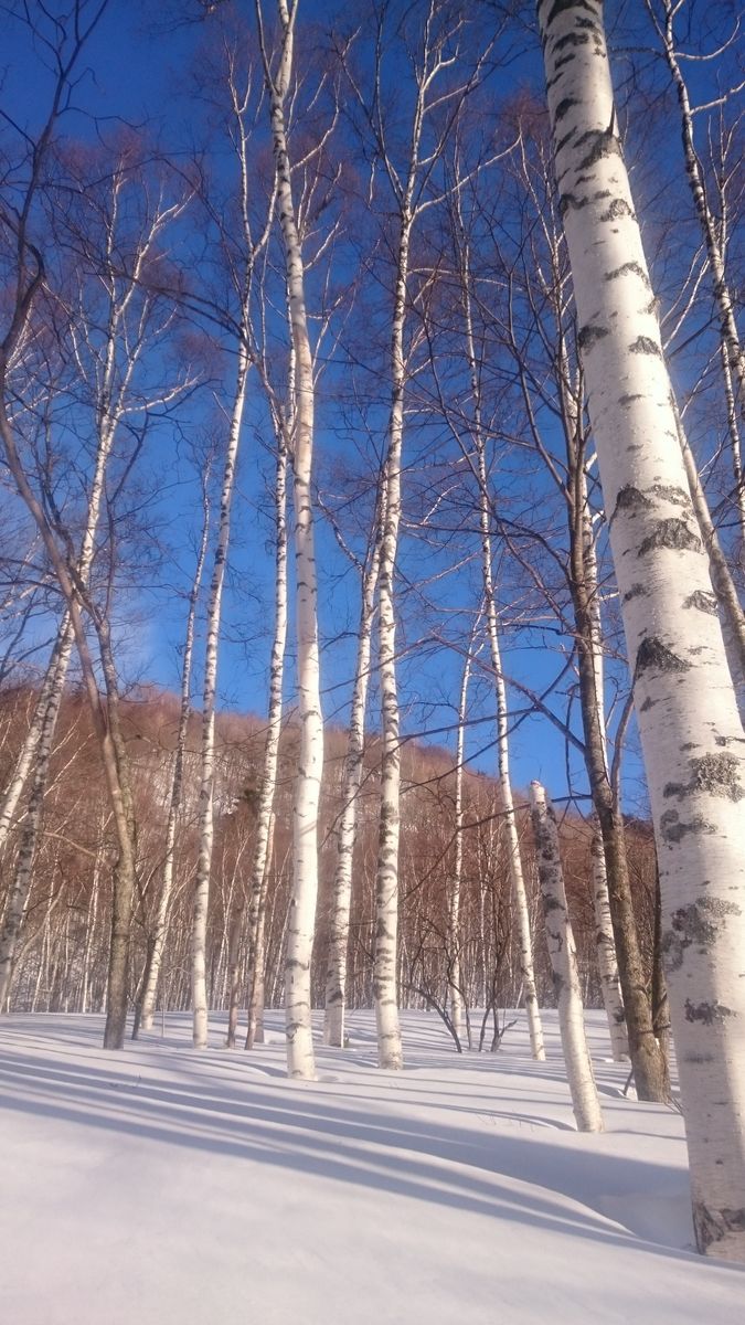 美しい雪と白樺と青空、そしてマジック