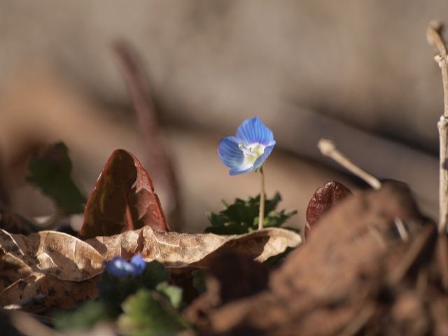 春を装う。