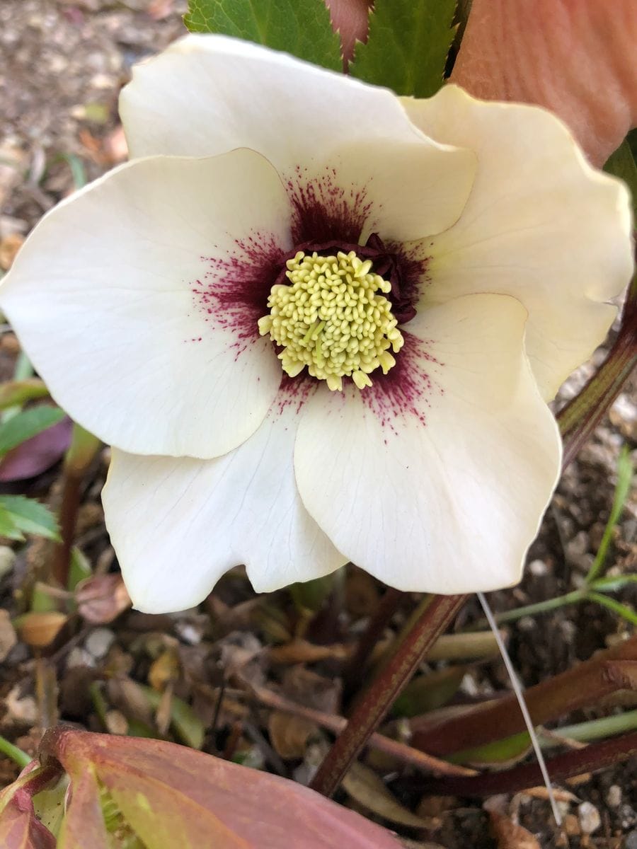 見切り品の薔薇