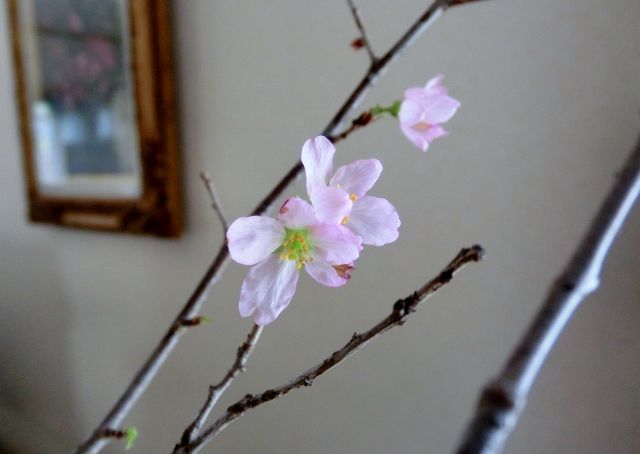 部屋の中のお花たち