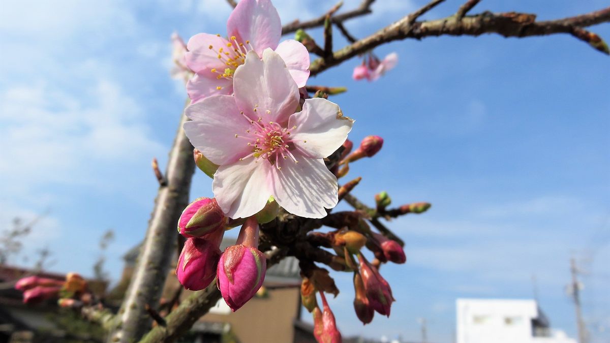 午後の作業中見つけた小さな春