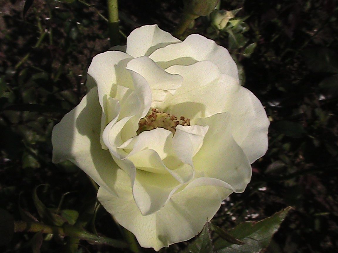 2017年・見に行った晩秋の公園で出会った薔薇たち！！