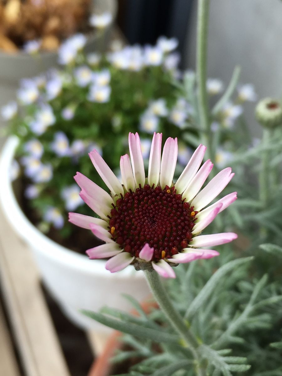 氷上の花たち