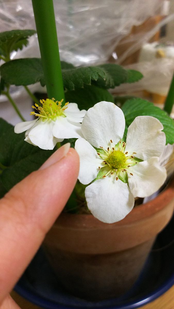 四季なりいちごの室内栽培🍓