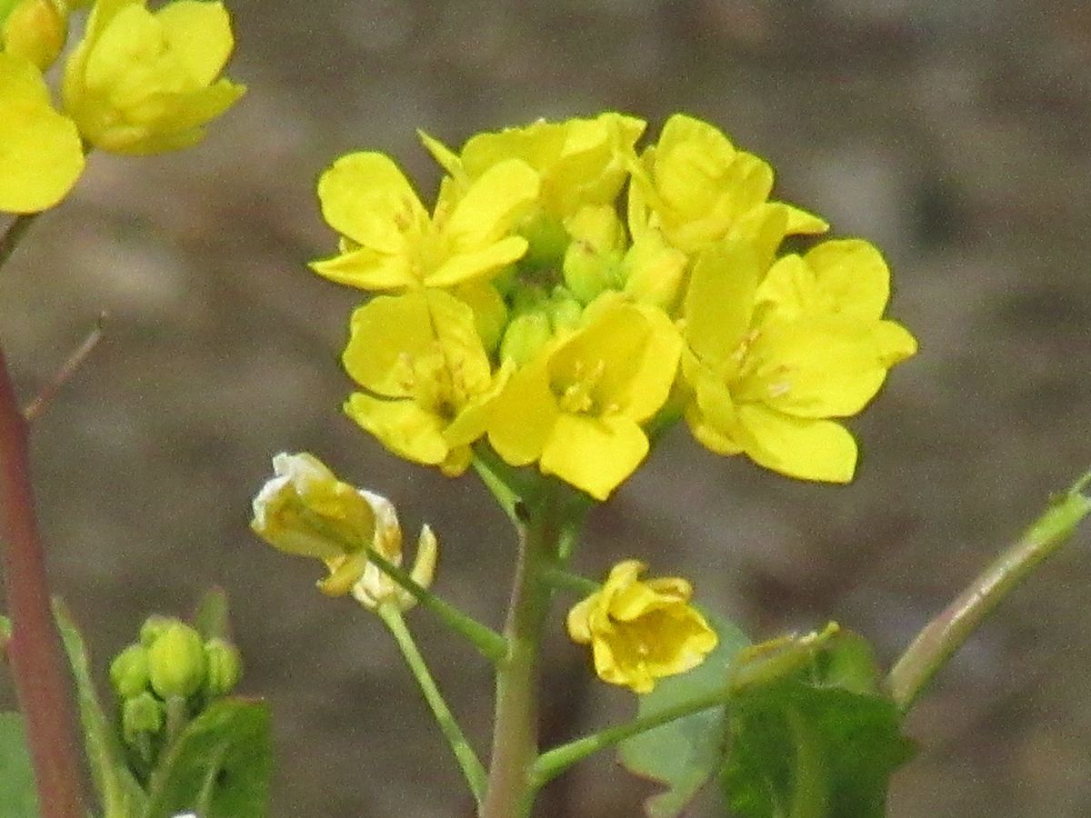 由愛(ゆめ)の花日記♪