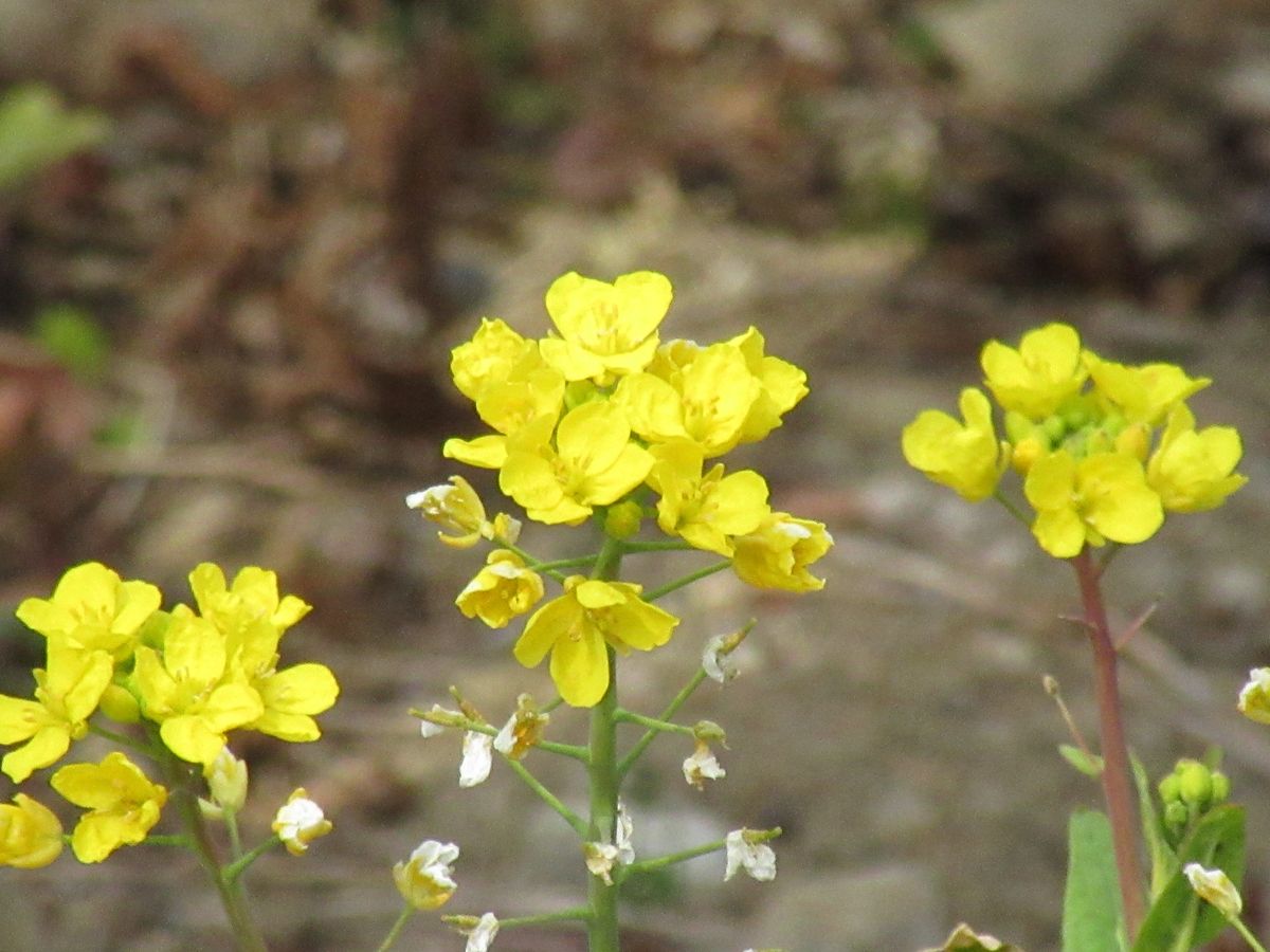 由愛(ゆめ)の花日記♪